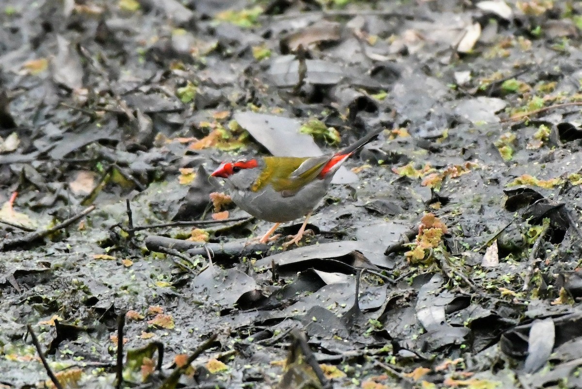 Red-browed Firetail - ML256870701