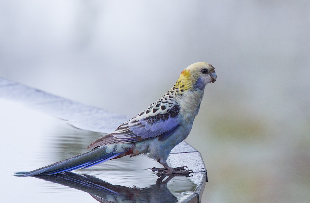 Pale-headed Rosella - ML256870731