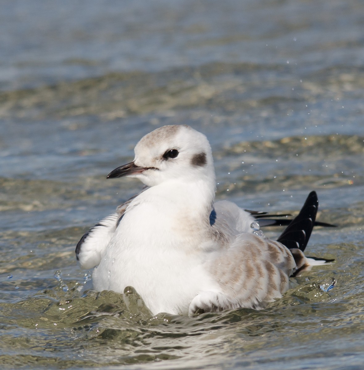 Bonaparte's Gull - Alix d'Entremont