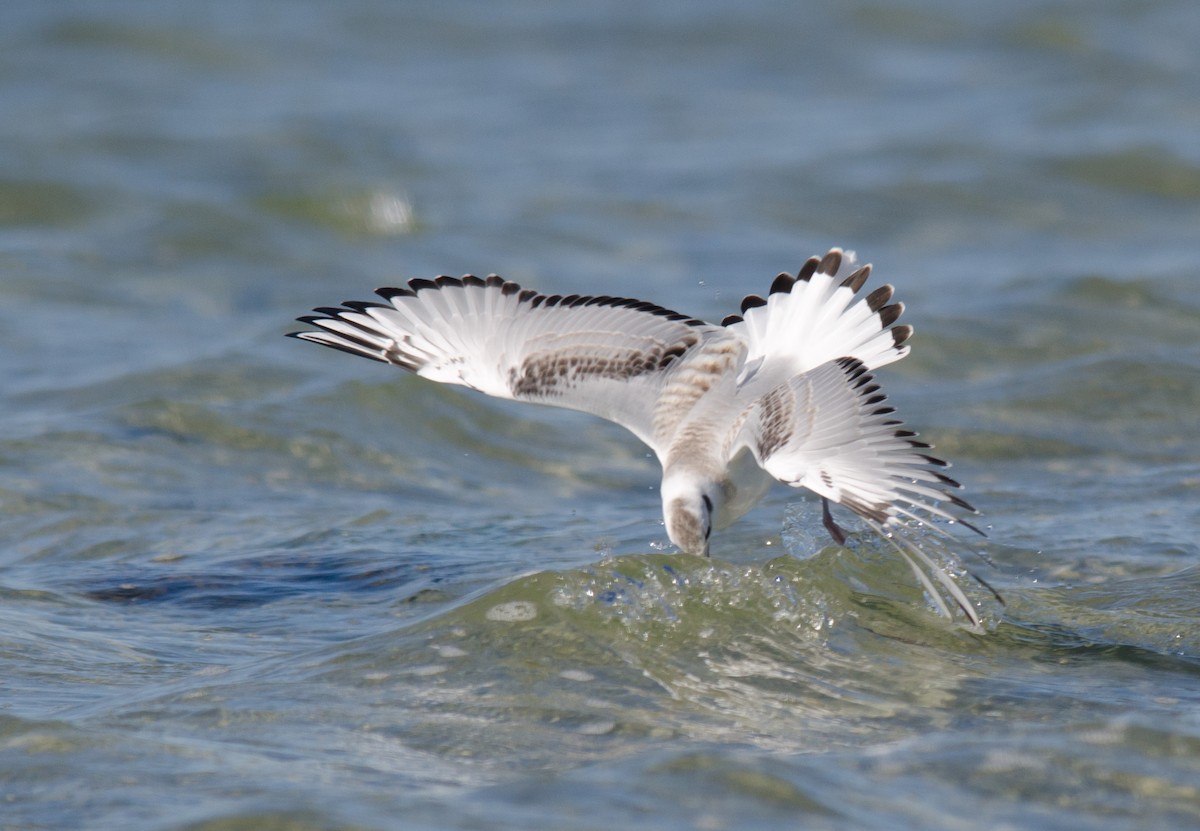 Bonaparte's Gull - ML256874661