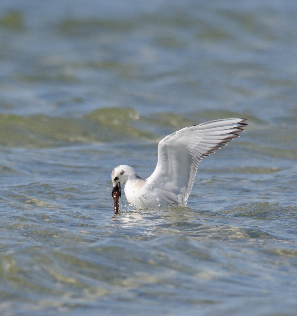 Bonaparte's Gull - Alix d'Entremont