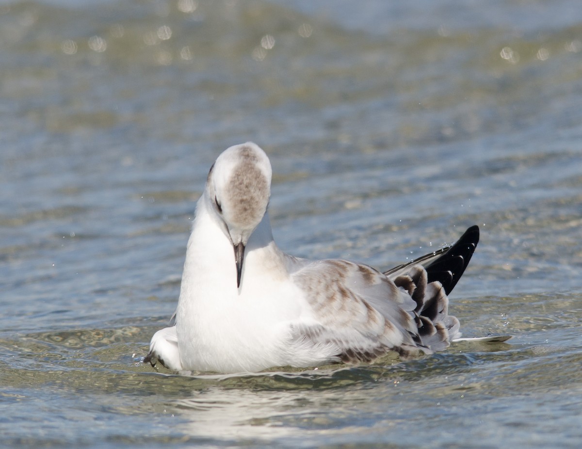 Mouette de Bonaparte - ML256874681