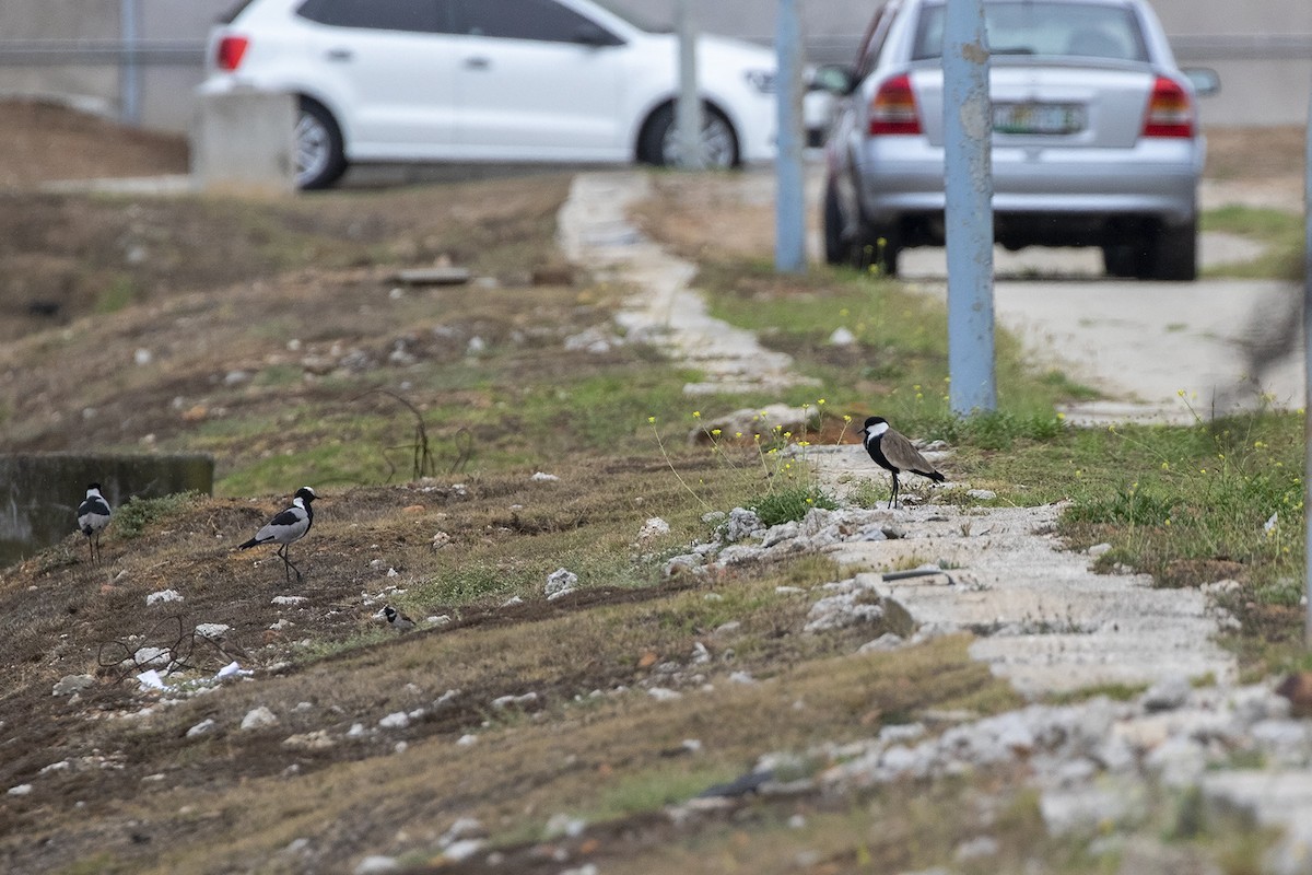 Spur-winged Lapwing - Niall D Perrins