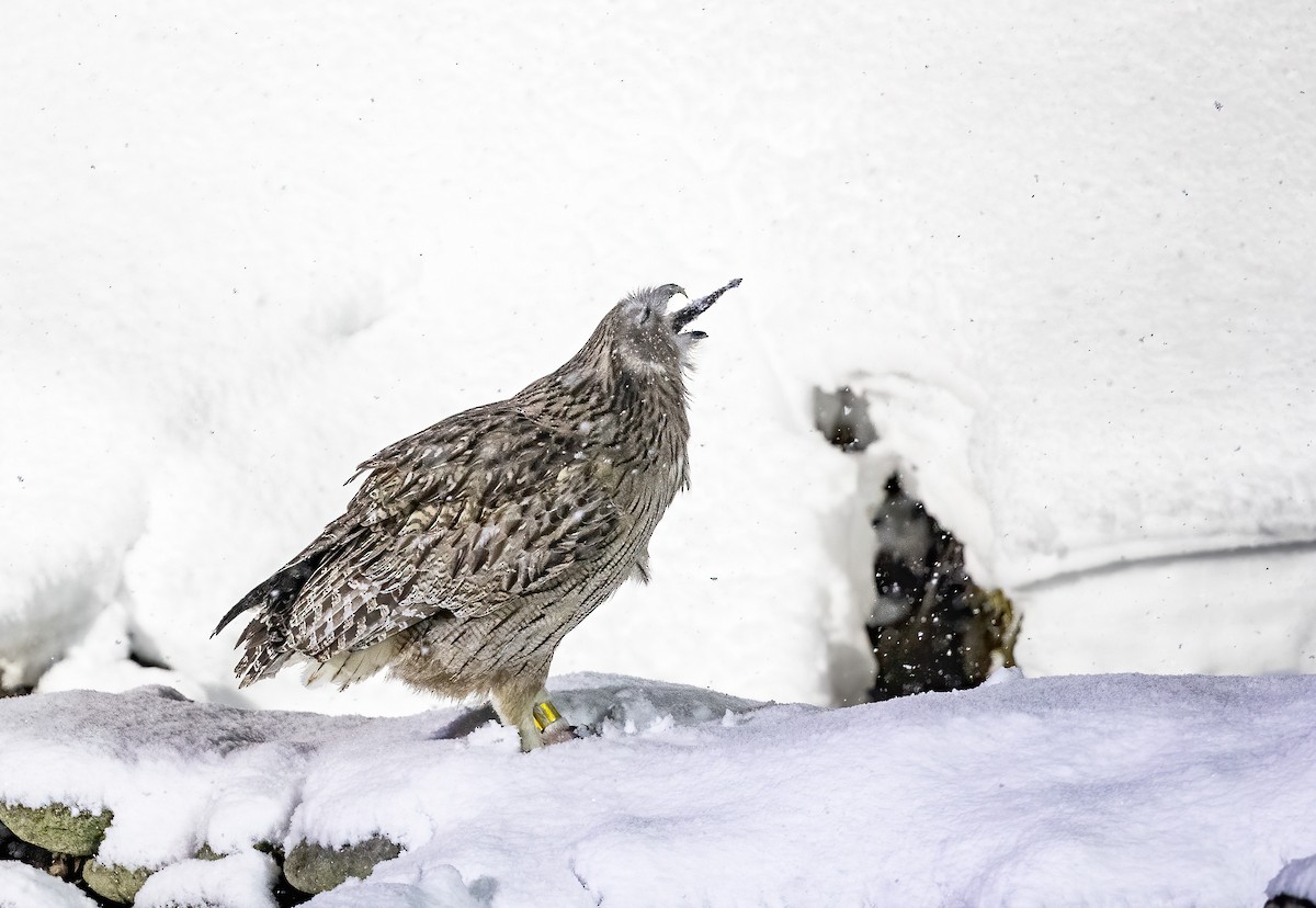 Blakiston's Fish-Owl - Per Smith