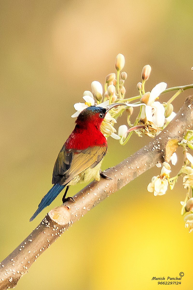 Crimson Sunbird - Manish Panchal