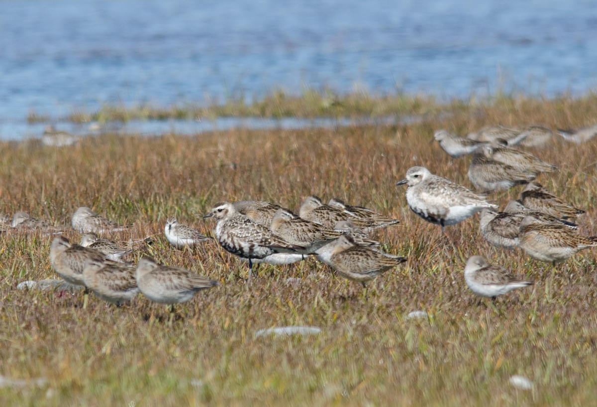 American Golden-Plover - Alix d'Entremont