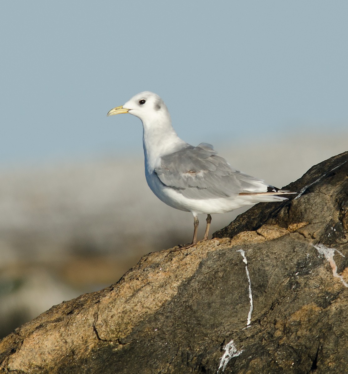 Black-legged Kittiwake - Alix d'Entremont