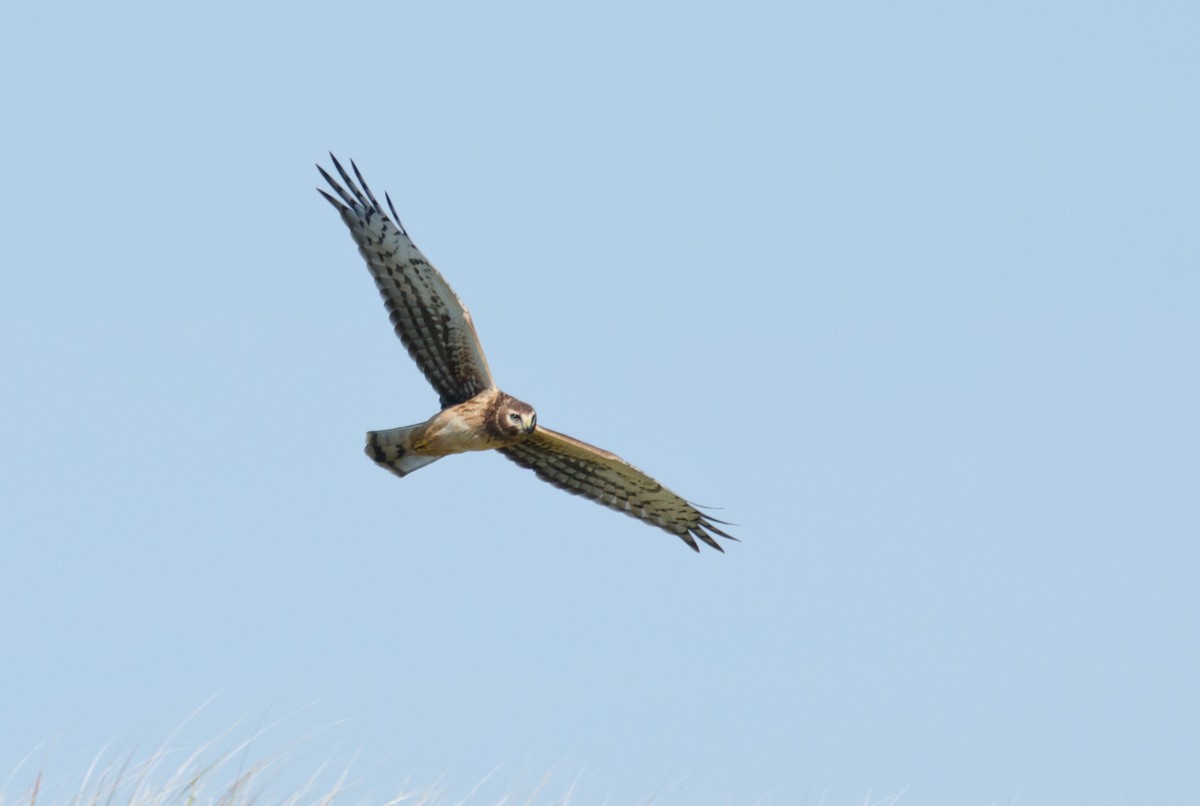 Northern Harrier - Alix d'Entremont