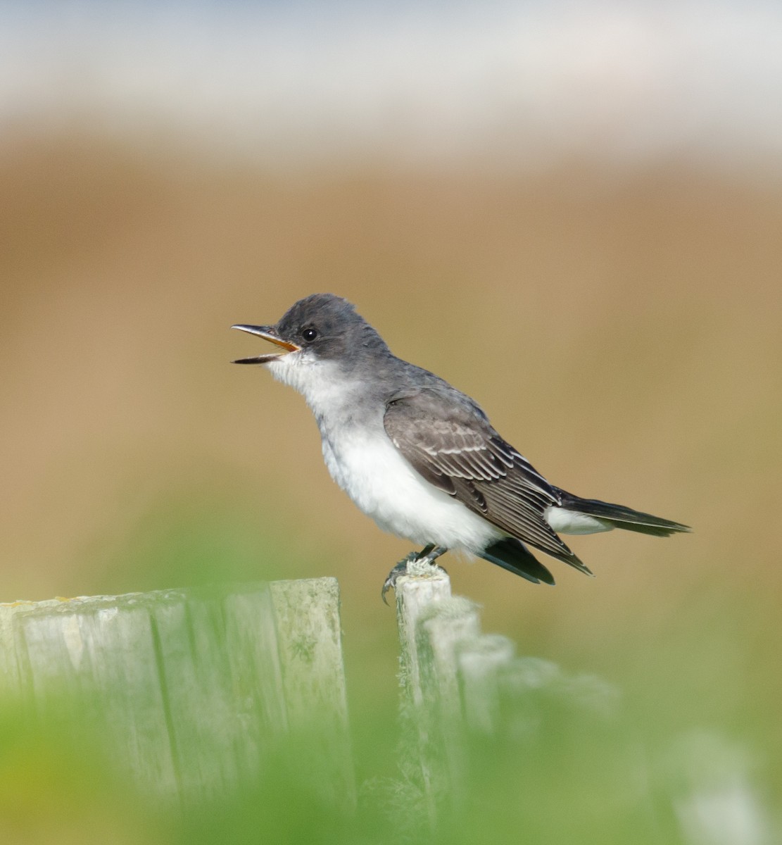 Eastern Kingbird - Alix d'Entremont