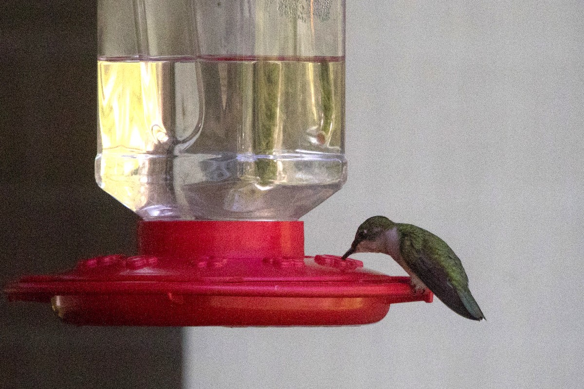 Ruby-throated Hummingbird - ML256876081