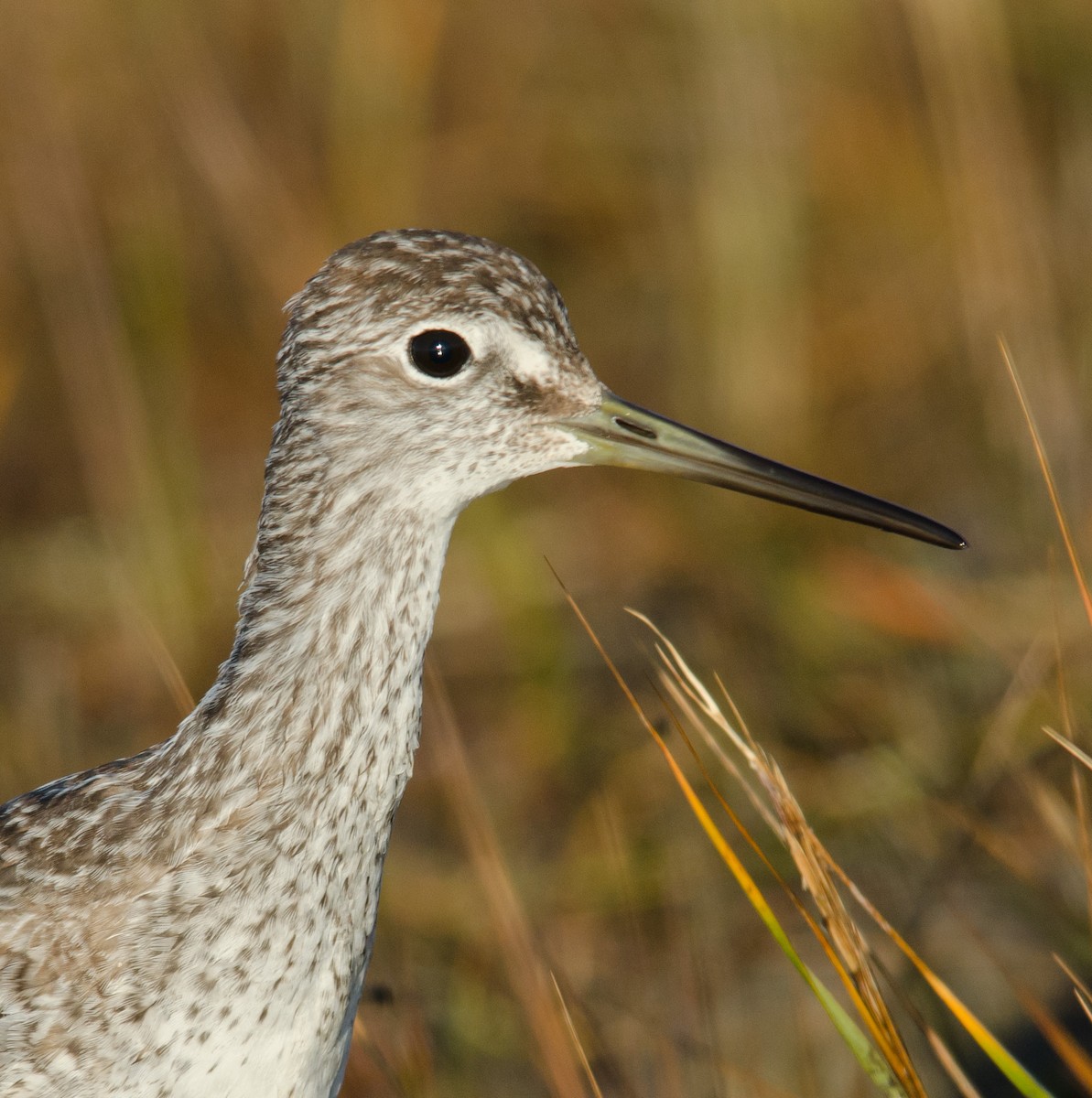 Greater Yellowlegs - Alix d'Entremont