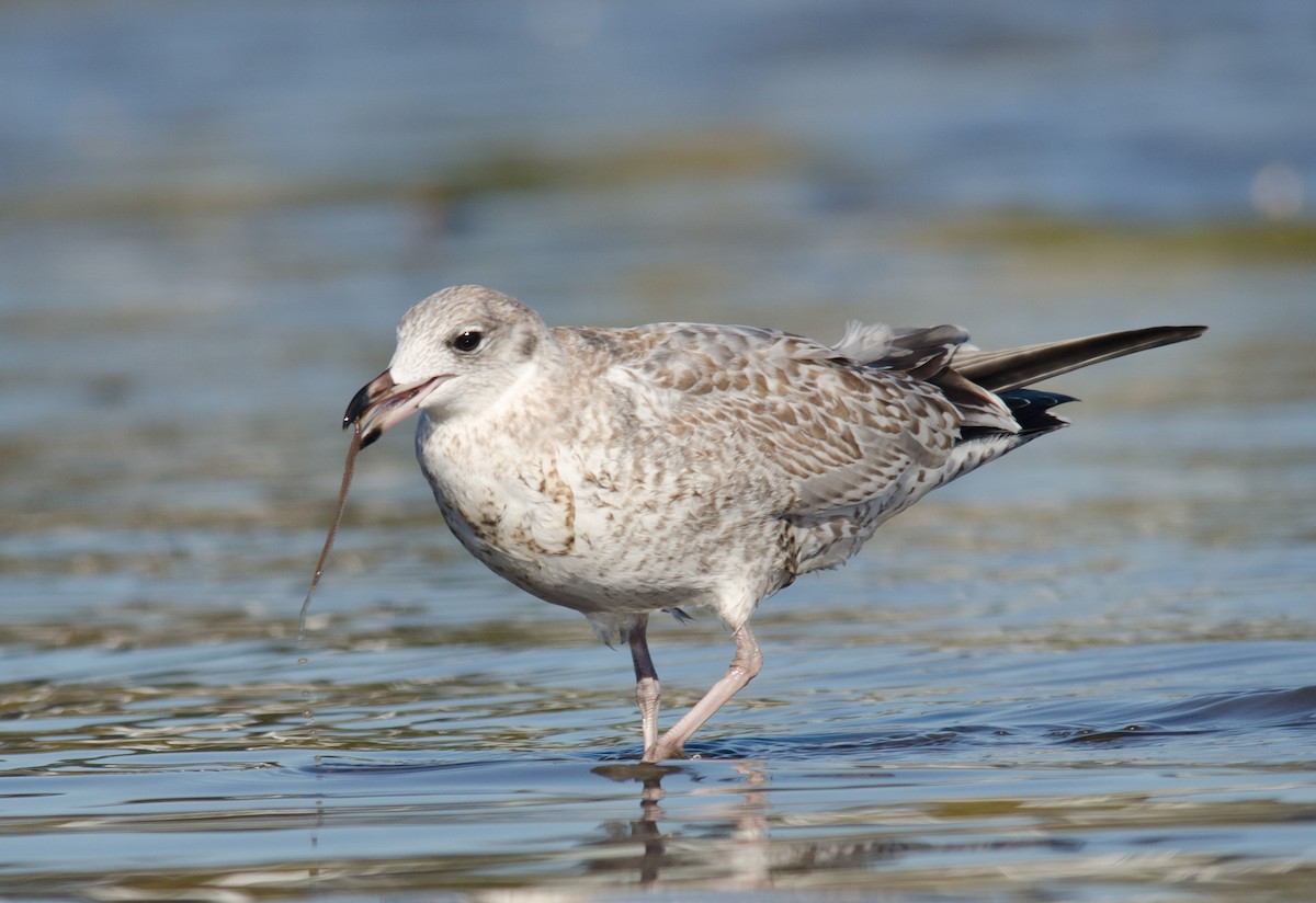 Ring-billed Gull - ML256877921