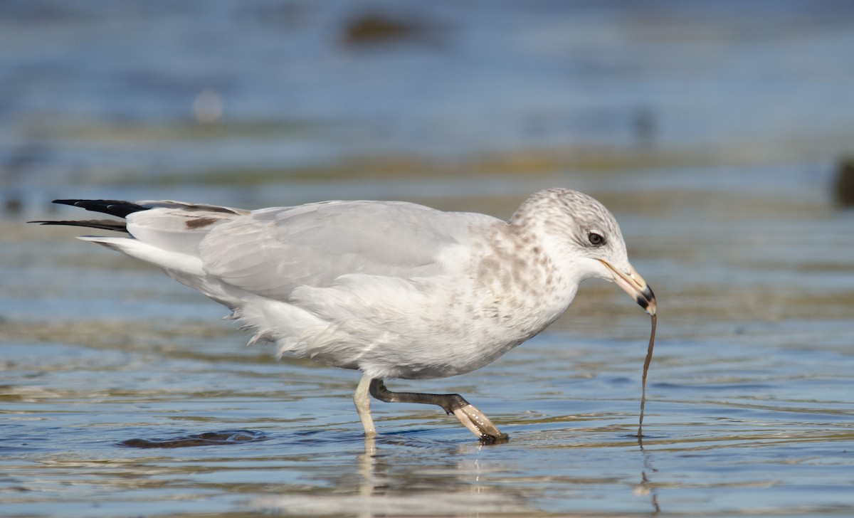 Ring-billed Gull - ML256877961