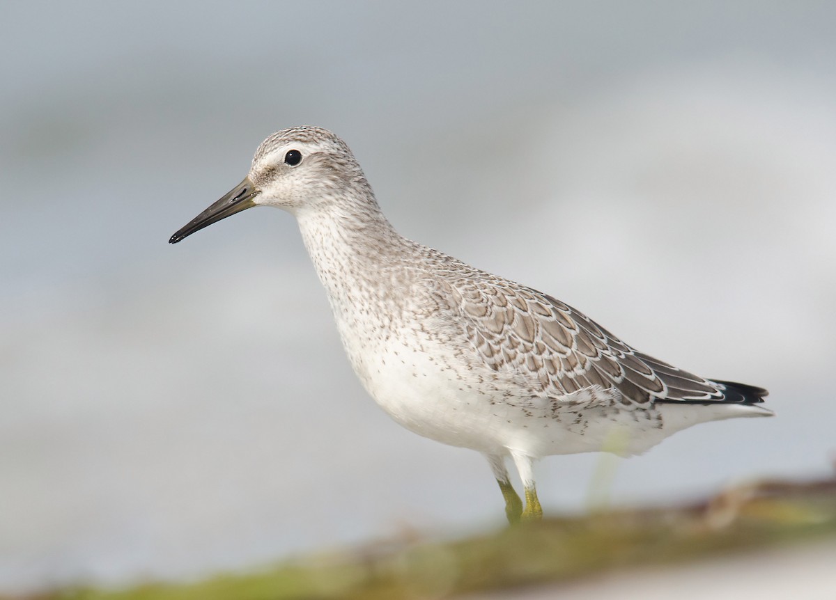 Red Knot - ML256878221