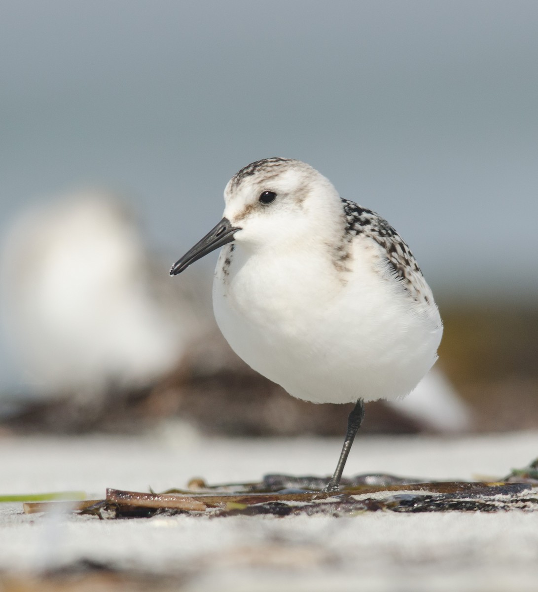 Bécasseau sanderling - ML256878381