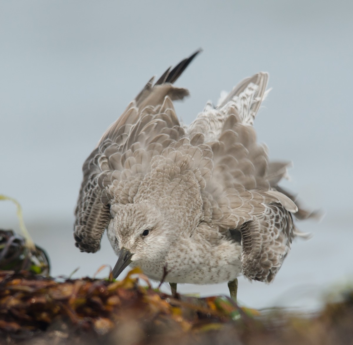 Red Knot - ML256878391