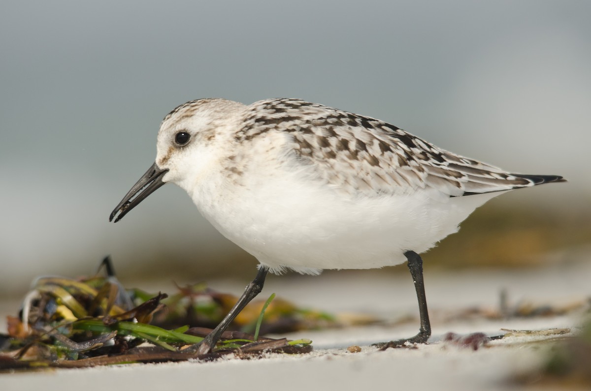 Bécasseau sanderling - ML256878401