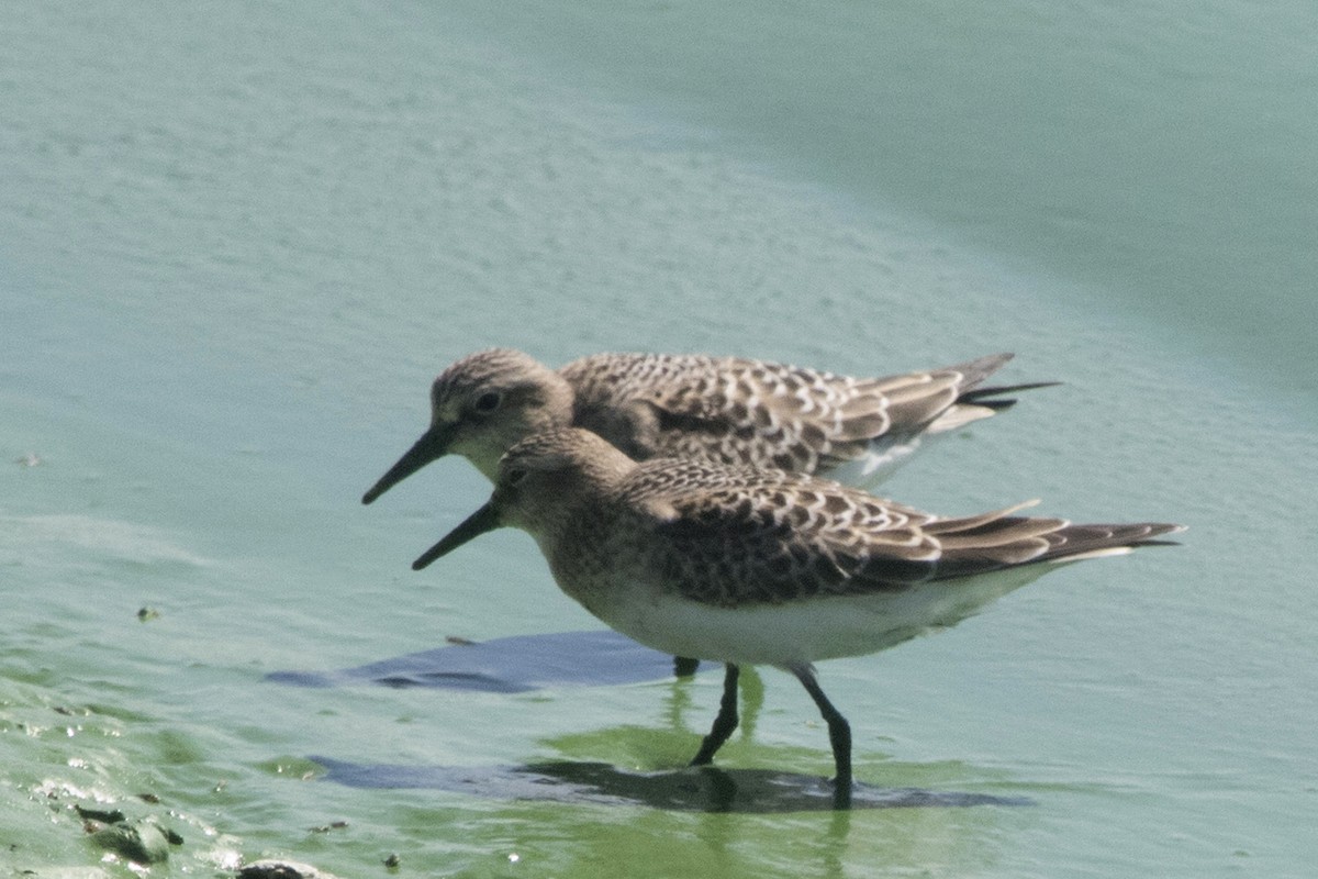 Baird's Sandpiper - Michael Bowen