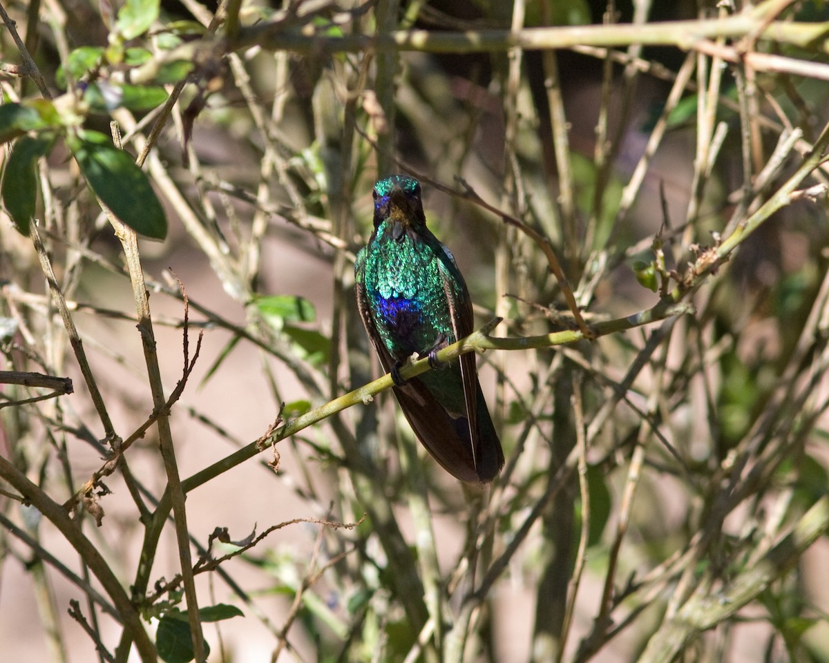 kolibřík modrolící - ML256880291