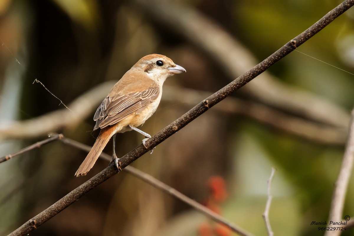 Brown Shrike - ML256880681