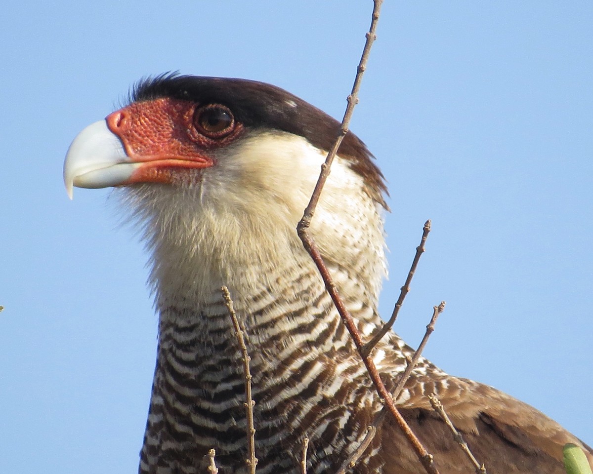Crested Caracara (Southern) - ML256881311