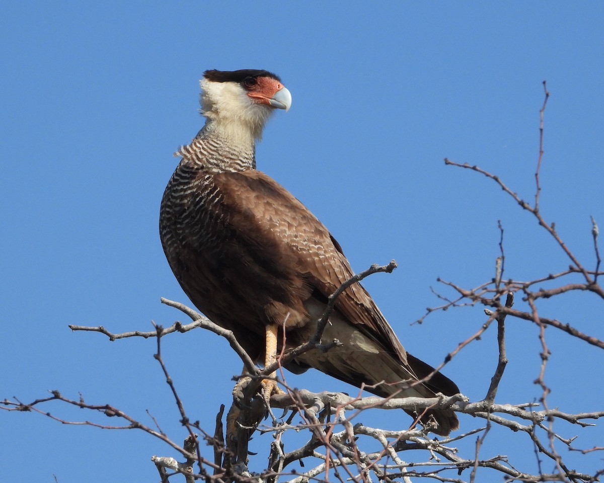 Crested Caracara (Southern) - ML256881441