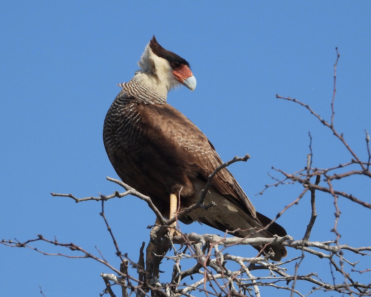 Crested Caracara (Southern) - ML256881741