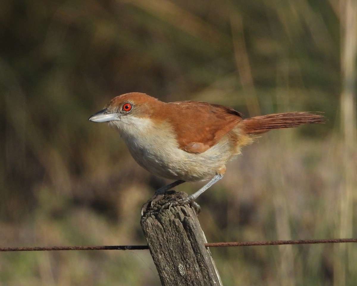 Great Antshrike - ML256881871