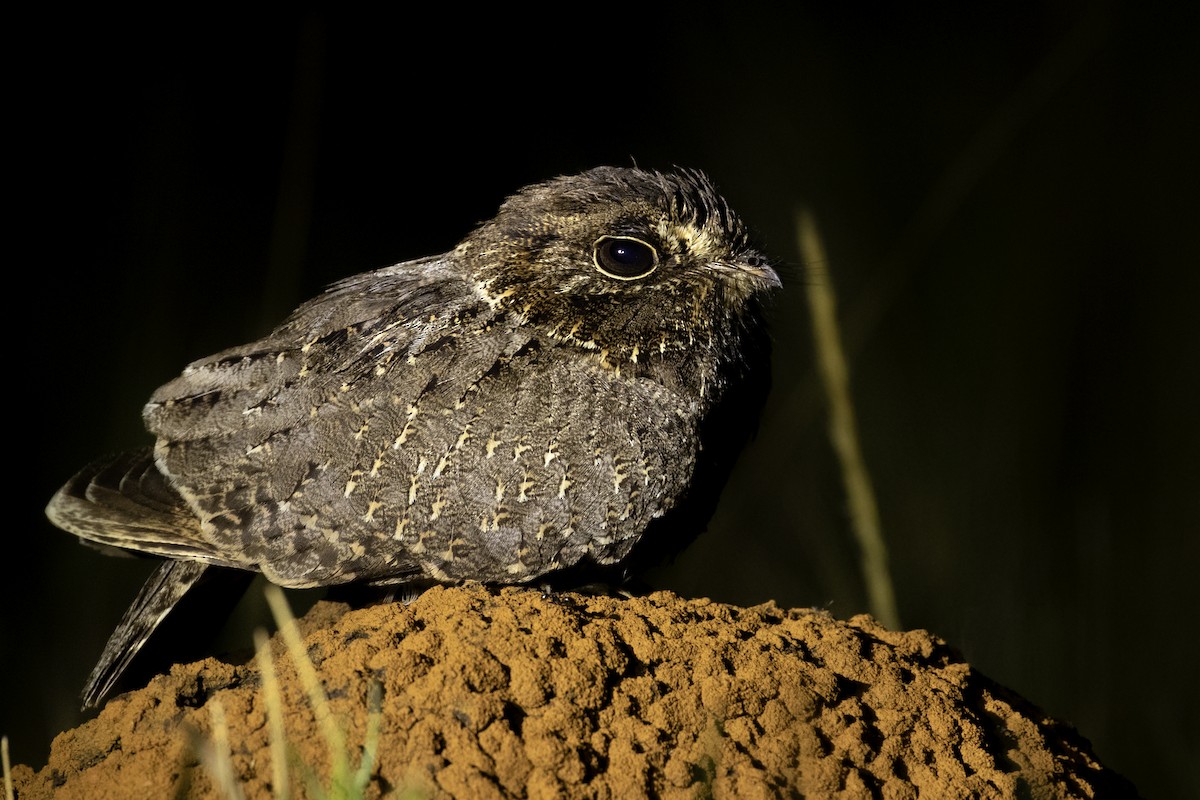 Sickle-winged Nightjar - ML256884391