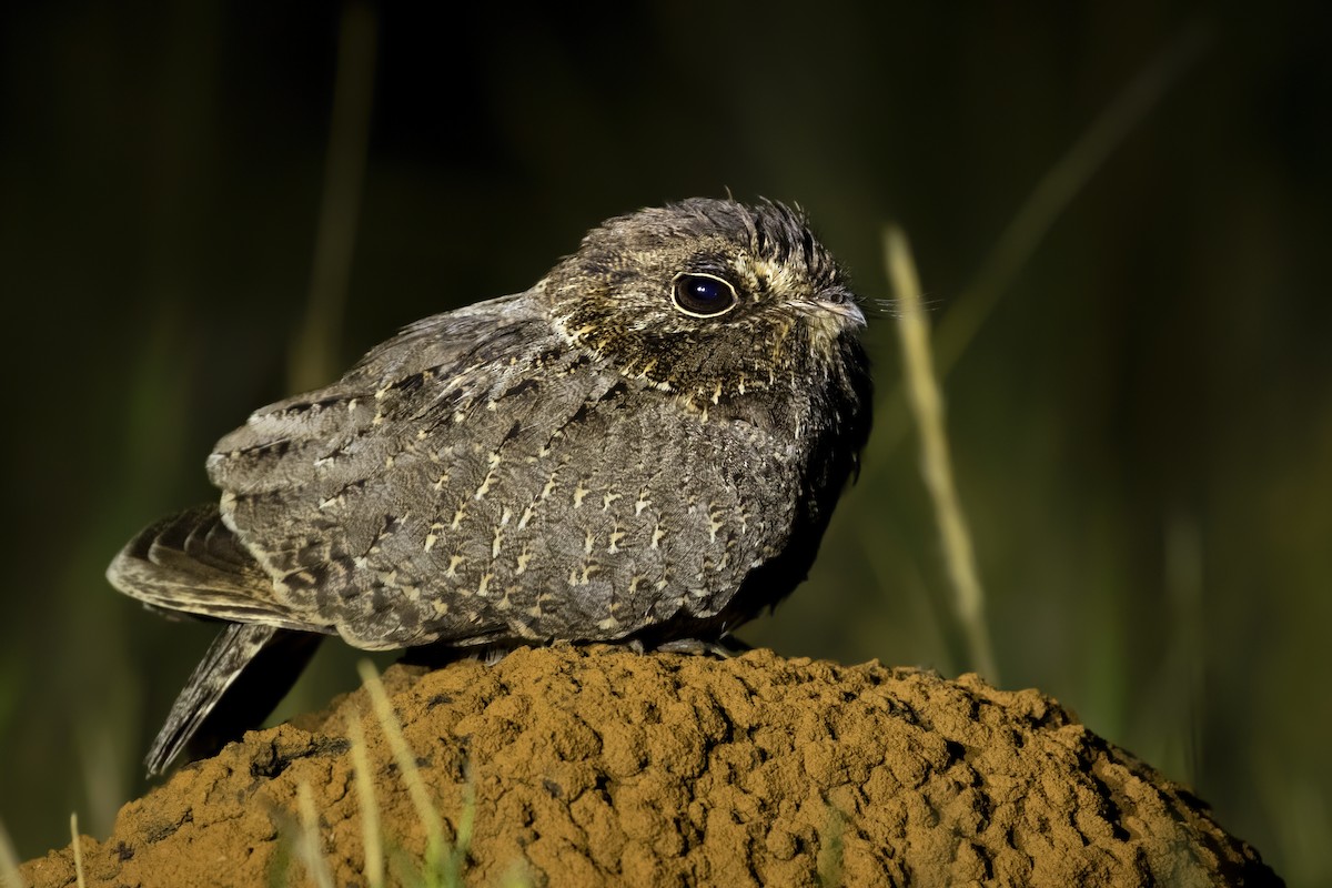 Sickle-winged Nightjar - ML256884481