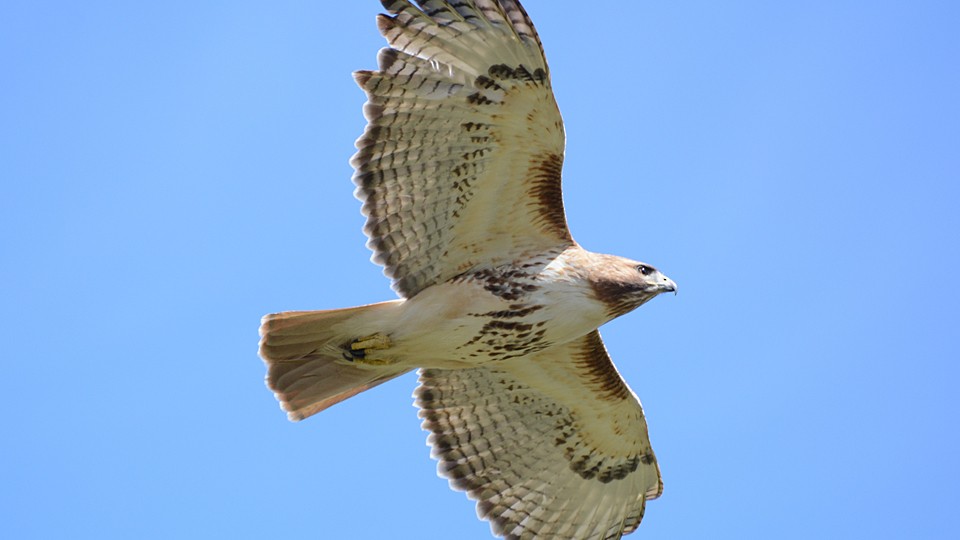 Red-tailed Hawk - Chad Hutchinson