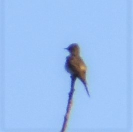 Olive-sided Flycatcher - ML256886291