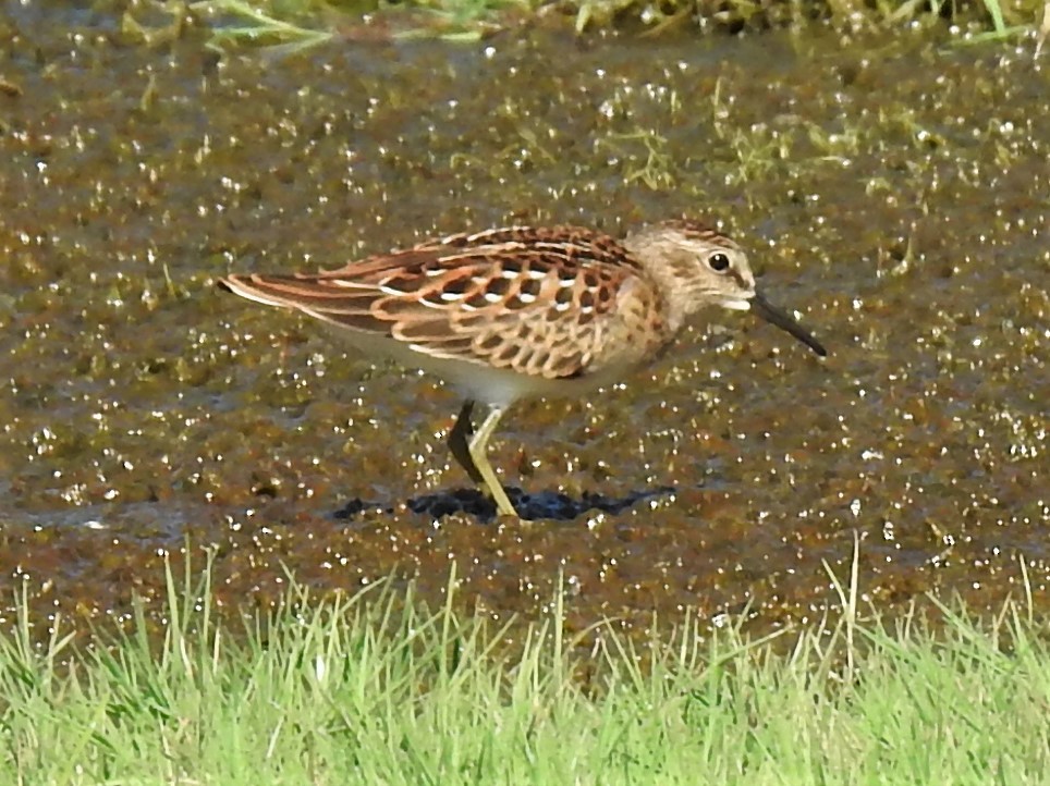 Least Sandpiper - ML256886521