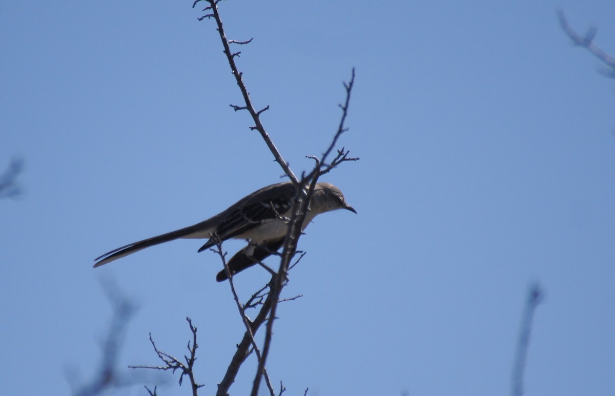 Northern Mockingbird - ML25688741