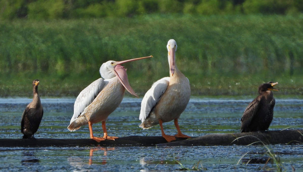 American White Pelican - ML256890631