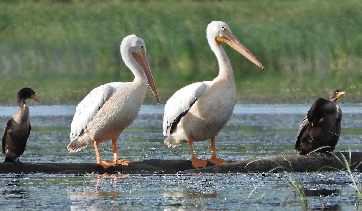 pelikán severoamerický - ML256890641