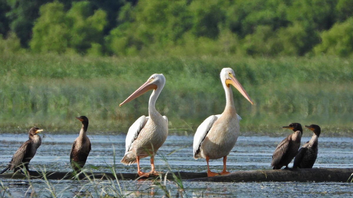 pelikán severoamerický - ML256890661