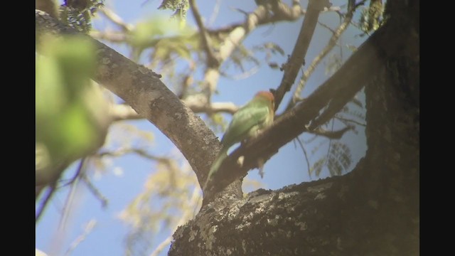 Böhm's Bee-eater - ML256890671