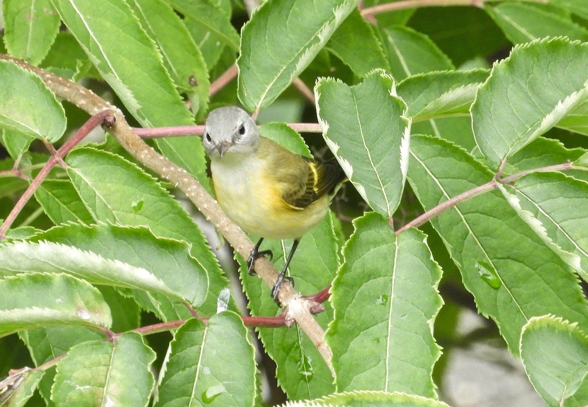 American Redstart - kim schonning