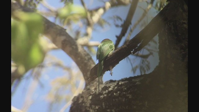 Böhm's Bee-eater - ML256891031