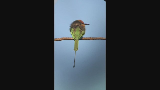 Böhm's Bee-eater - ML256891171