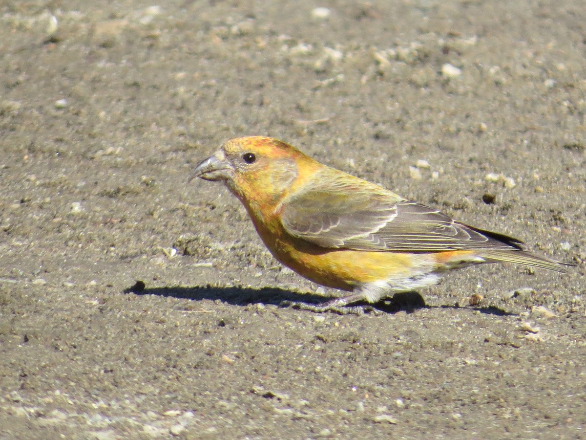 Red Crossbill (Northeastern or type 12) - ML25689481