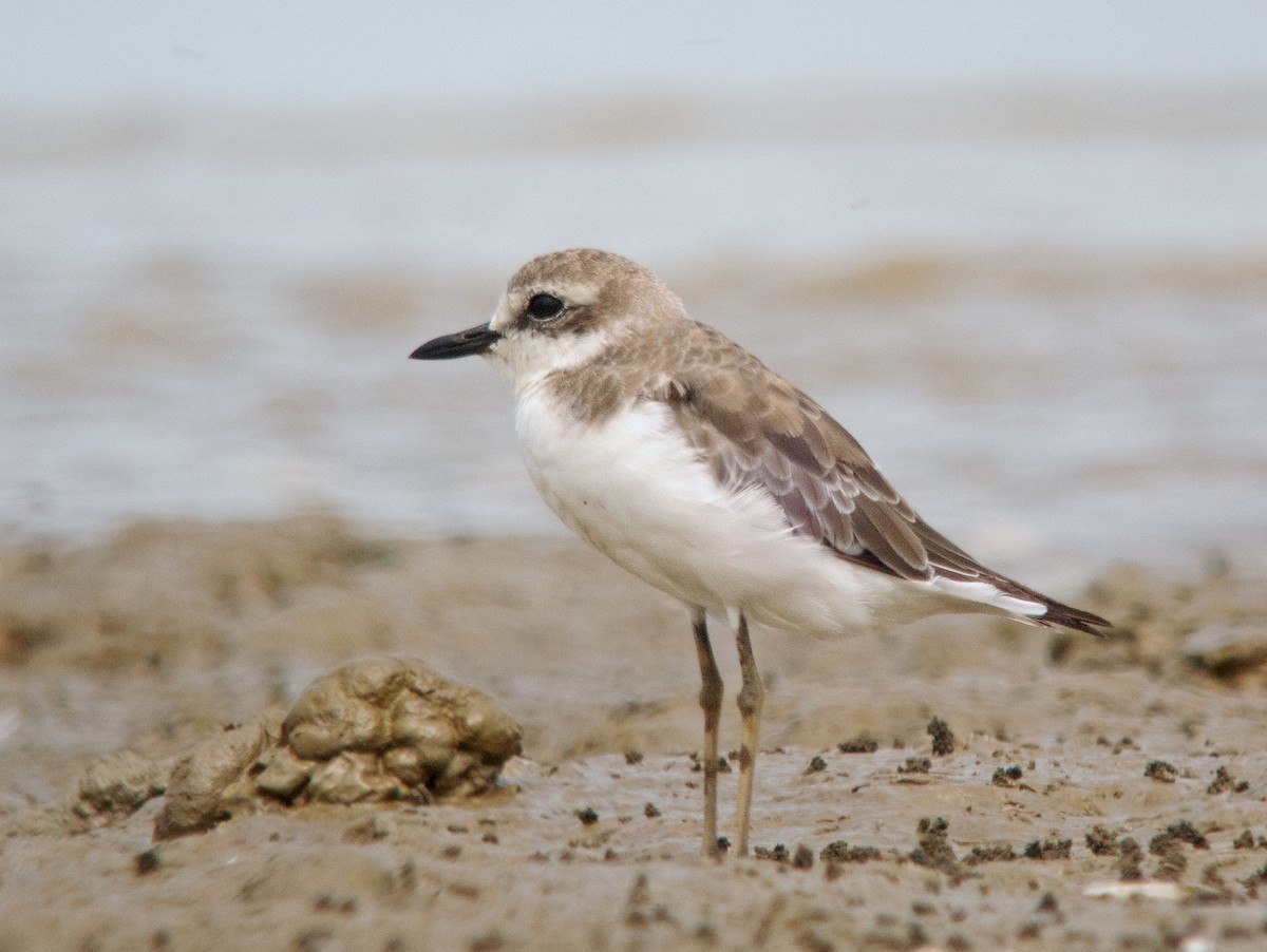 Greater Sand-Plover - Dave Bakewell