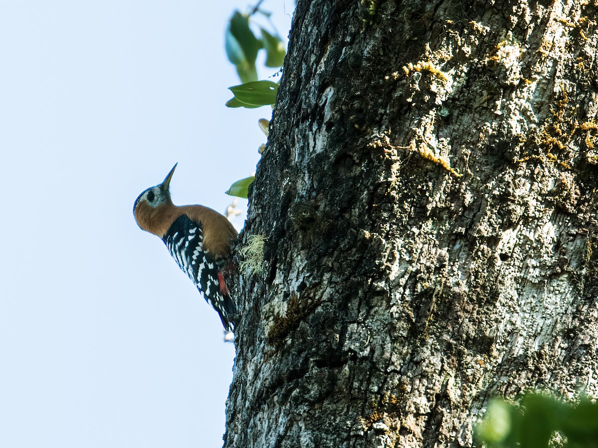 Rufous-bellied Woodpecker - ML256896391