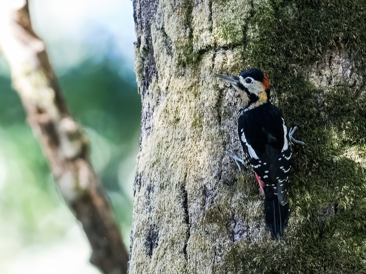 Darjeeling Woodpecker - ML256896411