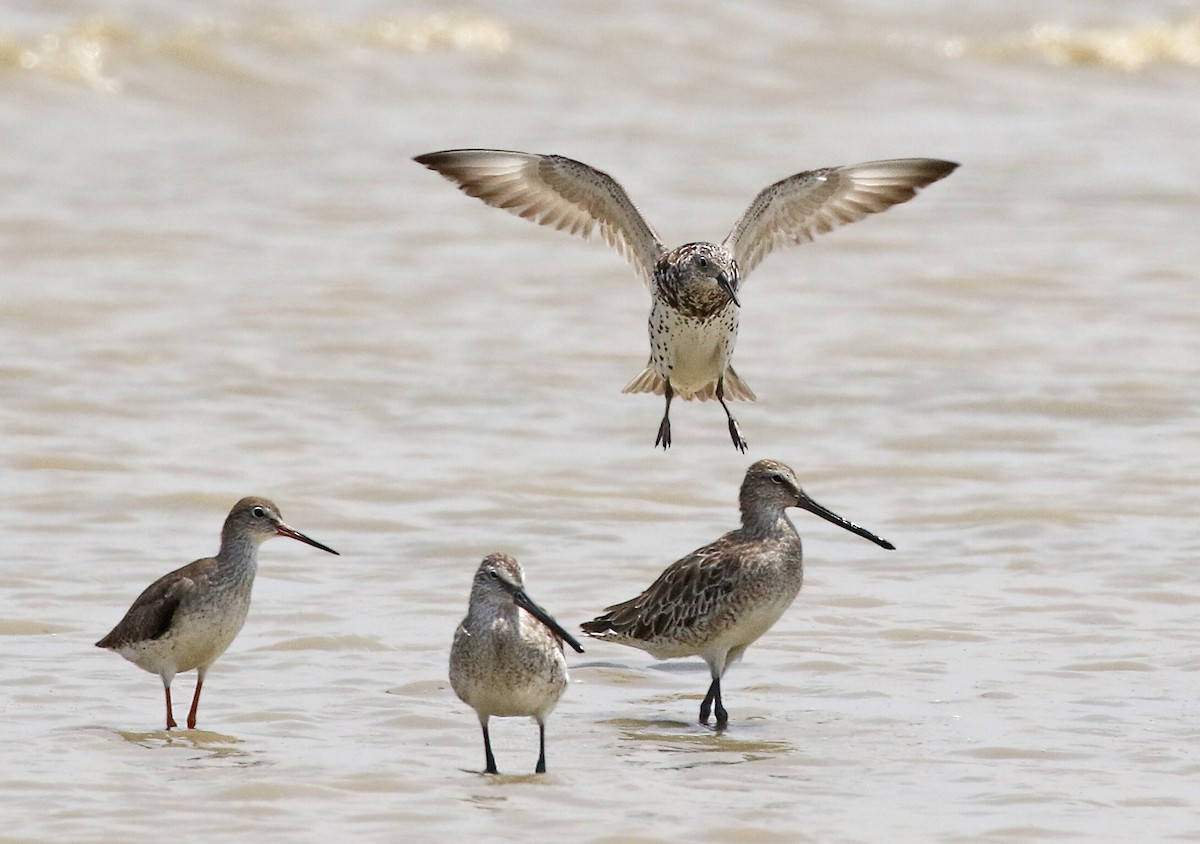 Great Knot - Dave Bakewell