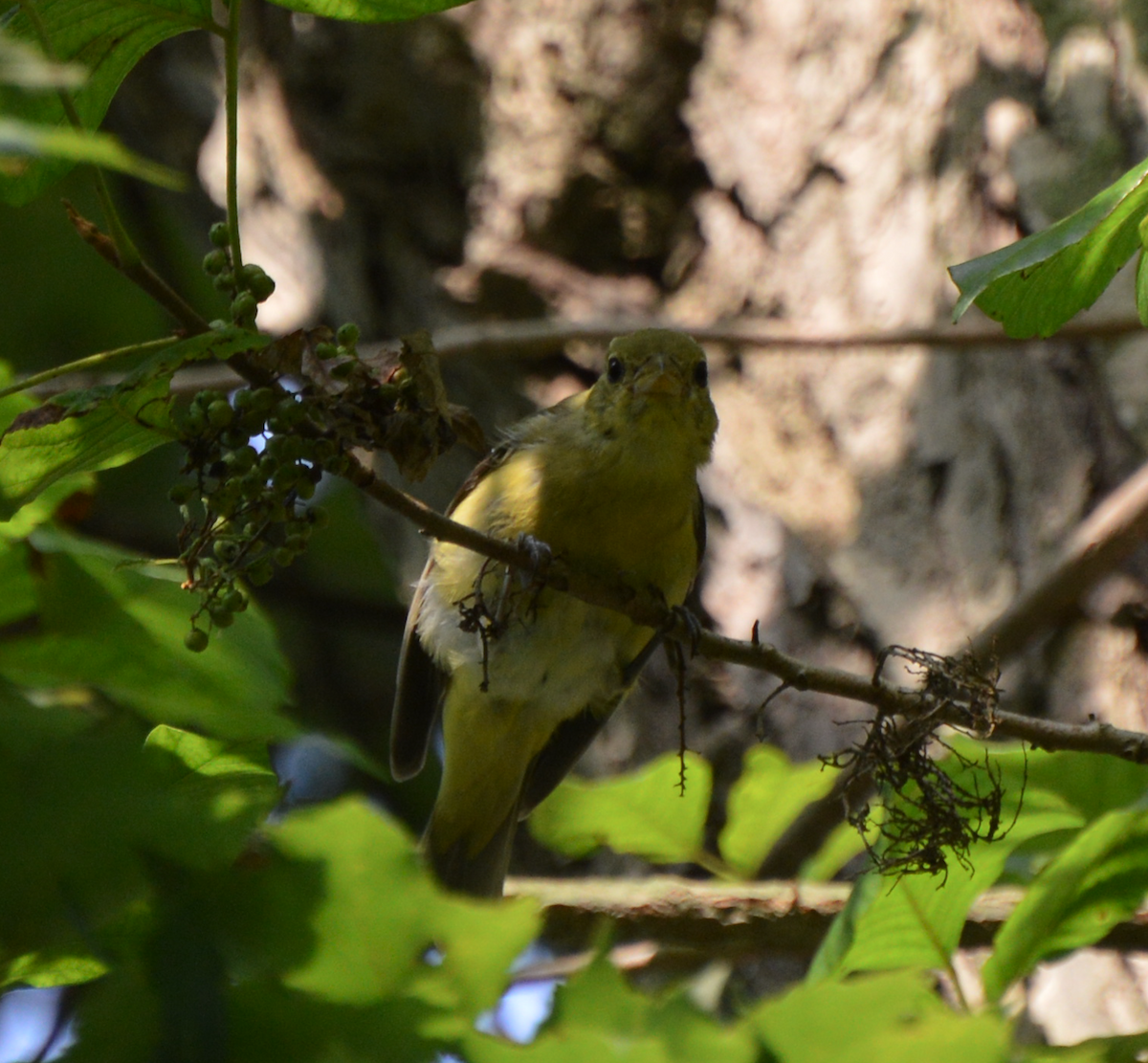 Baltimore Oriole - ML256897361