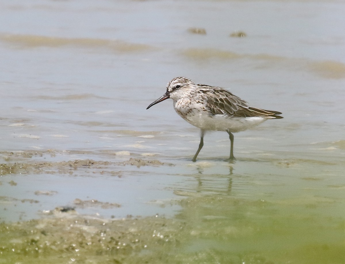 Broad-billed Sandpiper - ML256897501