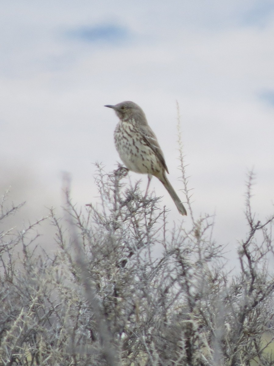 Sage Thrasher - ML25689821