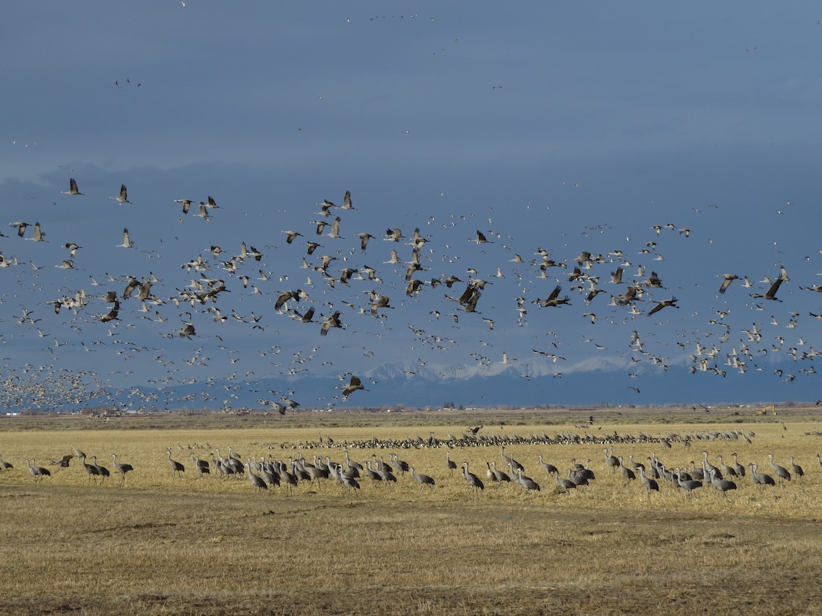 Sandhill Crane - Ben West